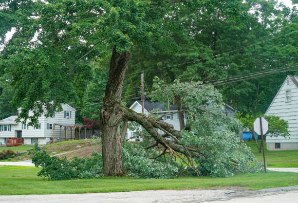 How Our Tree Care Process Works  in  Oakhurst, NJ